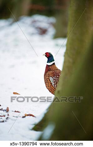 Picture - Male pheasant, Lincolnshire, England, UK. Fotosearch