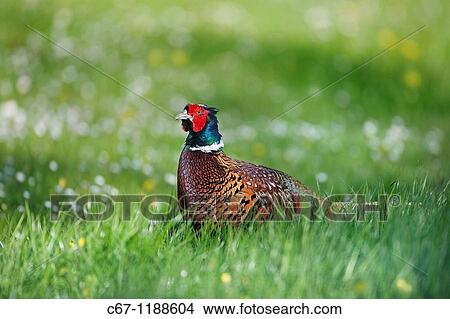 Male Pheasant Phasianus colchicus View Large Photo Image Picture - Male Pheasant Phasianus colchicus. Fotosearch