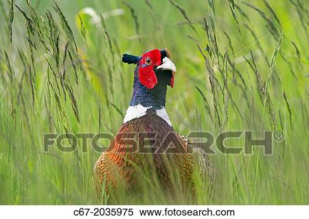Male Pheasant Phasianus colchicus. View Large Photo Image Stock Photography - Male Pheasant Phasianus colchicus.. Fotosearch