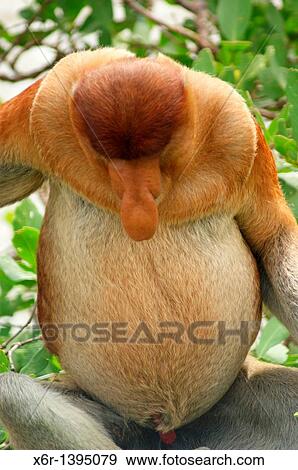 Stock Photo - Male Proboscis Monkey, Bako National Park, Borneo, Malasya. Fotosearch