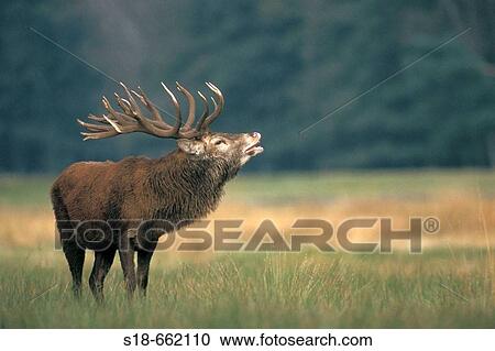 Male red deer (Cervus elaphus) in heat. North Rhine-Westphalia. Germany View Large Photo Image Stock Image - Male red deer (Cervus elaphus) in heat. North Rhine-Westphalia. Germany. Fotosearch