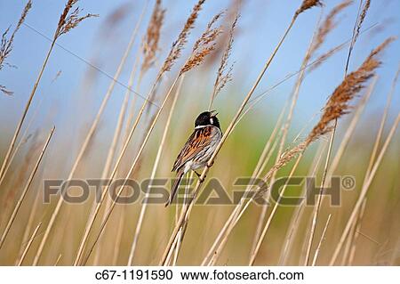 Male Reed Bunting Mmberiza schoeniclus on reed View Large Photo Image Stock Image - Male Reed Bunting Mmberiza schoeniclus on reed. Fotosearch