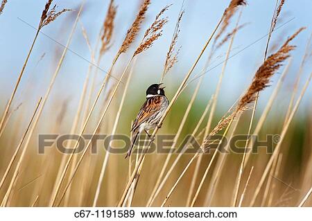 Male Reed Bunting Mmberiza schoeniclus on reed View Large Photo Image Stock Photo - Male Reed Bunting Mmberiza schoeniclus on reed. Fotosearch