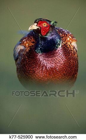 Male Ring-necked Pheasant (Phasianus colchicus). Juist Island, Germany View Large Photo Image Stock Image - Male Ring-necked Pheasant (Phasianus colchicus). Juist Island, Germany. Fotosearch