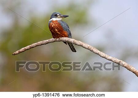 Stock Photograph - male Ringed Kingfisher Megaceryle torquata sitting on branch, Pantanal, Brazil. Fotosearch