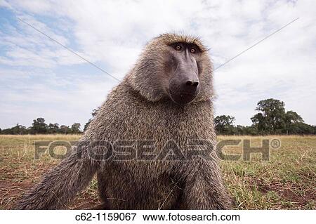 Male Savanna Baboon, Olive Race (Papio cynocephalus anubis) -wide angle perspective-, Maasai Mara National Reserve, Kenya View Large Photo Image Stock Photo - Male Savanna Baboon, Olive Race (Papio cynocephalus anubis) -wide angle perspective-, Maasai Mara National Reserve, Kenya. Fotosearch