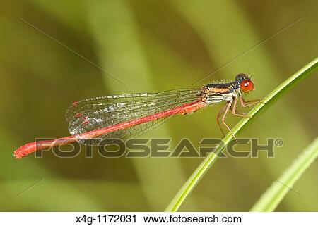 Stock Image - Male Small Red Damselfly Ceriagrion tenellum. Fotosearch