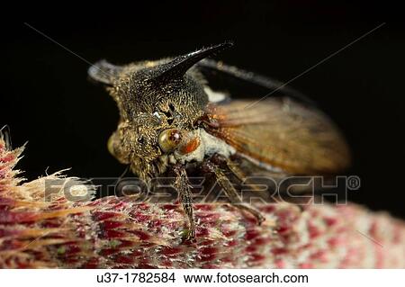 Male tree hopper. Image taken at Kampung Satau, Singai, Sarawak, Malaysia. View Large Photo Image Picture - Male tree hopper. Image taken at Kampung Satau, Singai, Sarawak, Malaysia.. Fotosearch