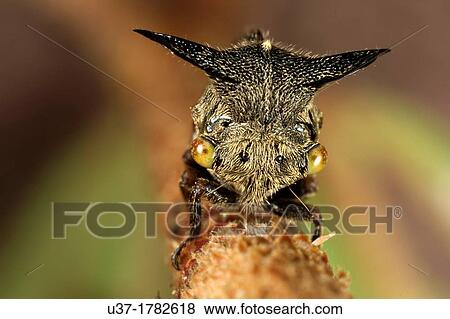 Male tree hopper. Image taken at Kampung Satau, Singai, Sarawak, Malaysia. View Large Photo Image Stock Photo - Male tree hopper. Image taken at Kampung Satau, Singai, Sarawak, Malaysia.. Fotosearch