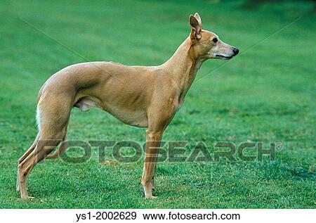 Male Whippet Dog standing on Lawn. View Large Photo Image Stock Photo - Male Whippet Dog standing on Lawn.. Fotosearch
