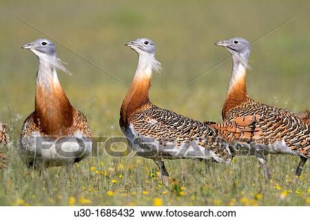 Stock Image - Males of great bustard Otis tarda, displaying Cabeza del Buey, La Serena Badajoz province Extremadura Spain. Fotosearch