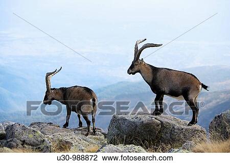 Males Spanish Ibex in Morez? n peak 2 393 m next to the Circo de Gredos Mountains of the Sierra de Gredos National Park Navacepeda de Tormes? vila Castilla y Le? n Spain View Large Photo Image Stock Image - Males Spanish Ibex in Morez? n peak 2 393 m next to the Circo de Gredos Mountains of the Sierra de Gredos National Park Navacepeda de Tormes? vila Castilla y Le? n Spain. Fotosearch