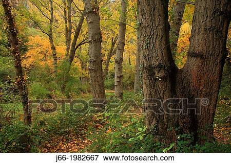 Mall landscape in the Palancia river in autumn, near Bej? s, Castell? n province, Comunidad Valenciana, Spain View Large Photo Image Stock Photo - Mall landscape in the Palancia river in autumn, near Bej? s, Castell? n province, Comunidad Valenciana, Spain. Fotosearch