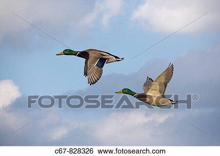 Mallard Anas platyrhyncha Drakes in Flight View Large Photo Image Stock Photograph - Mallard Anas platyrhyncha Drakes in Flight. Fotosearch