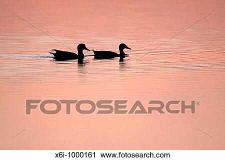 Mallard Anas platyrhynchos, 2 ducks, swimming on lake at twilight, Texel, Holland View Large Photo Image Stock Image - Mallard Anas platyrhynchos, 2 ducks, swimming on lake at twilight, Texel, Holland. Fotosearch