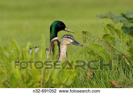 Mallard (Anas platyrhynchos) at Tweed River. Kelso, Scottish Borders, Scotland, UK View Large Photo Image Stock Image - Mallard (Anas platyrhynchos) at Tweed River. Kelso, Scottish Borders, Scotland, UK. Fotosearch