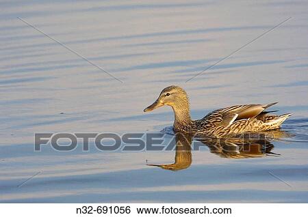 Mallard (Anas platyrhynchos) at Tweed River. Kelso, Scottish Borders, Scotland, UK View Large Photo Image Stock Photograph - Mallard (Anas platyrhynchos) at Tweed River. Kelso, Scottish Borders, Scotland, UK. Fotosearch