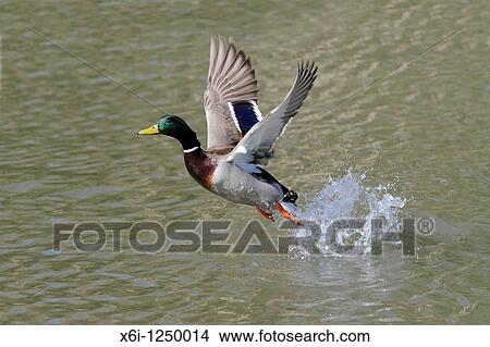 Picture - Mallard Anas platyrhynchos, drake in flight taking off from lake, Germany. Fotosearch