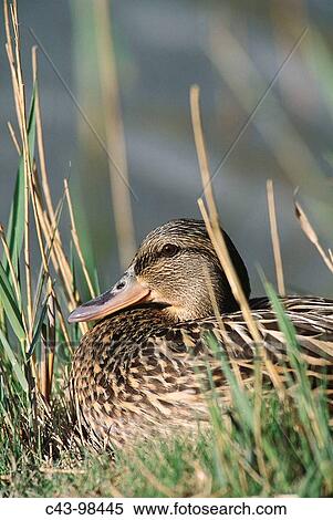 Stock Photography - Mallard (Anas platyrhynchos), female resting. Tablas de Daimiel National Park, Ciudad Real province, Castilla-La Mancha, Spain. Fotosearch