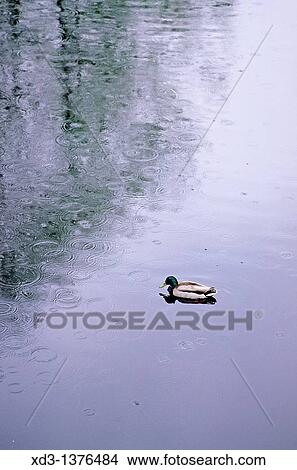 mallard Anas platyrhynchos in Lost Lagoon, Stanley Park, Vancouver, British Columbia, Canada View Large Photo Image Picture - mallard Anas platyrhynchos in Lost Lagoon, Stanley Park, Vancouver, British Columbia, Canada. Fotosearch
