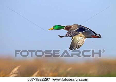 Mallard (Anas platyrhynchos), male in flight View Large Photo Image Stock Photo - Mallard (Anas platyrhynchos), male in flight. Fotosearch
