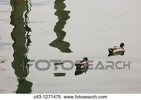 Stock Photography - Mallard Anas platyrhynhus - 2 males on the northern Lake Garda Trento province, Trentino-Alto Adige, Northern Italy. Fotosearch