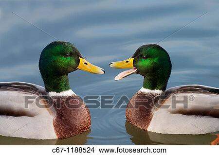 Mallard Anus platyrhyncha Drakes PortraitMONTAGE View Large Photo Image Picture - Mallard Anus platyrhyncha Drakes PortraitMONTAGE. Fotosearch