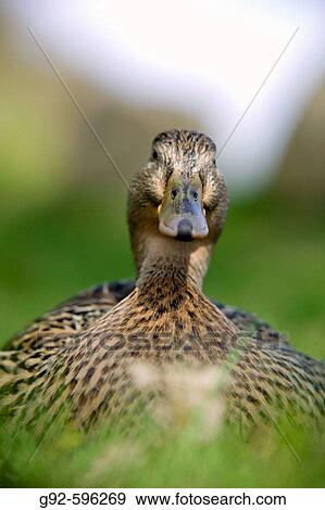 Mallard duck (Anas platyrhynchos). Sweden View Large Photo Image Stock Photo - Mallard duck (Anas platyrhynchos). Sweden. Fotosearch