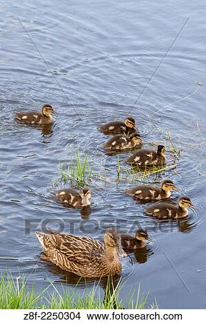 Mallard Duck female swimming with ducklings (Anas platyrhynchos) Oahu, Hawaii. View Large Photo Image Picture - Mallard Duck female swimming with ducklings (Anas platyrhynchos) Oahu, Hawaii.. Fotosearch