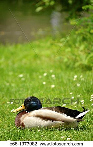 Mallard duck sitting on grass near pond in Waldeck Park in Maastricht in the Netherlands. View Large Photo Image Stock Image - Mallard duck sitting on grass near pond in Waldeck Park in Maastricht in the Netherlands.. Fotosearch