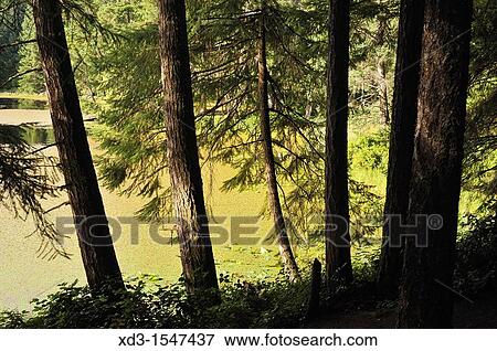 Stock Photo - Mallard Lake, Newcastle Island, Nanaimo, British Columbia, Canada. Fotosearch