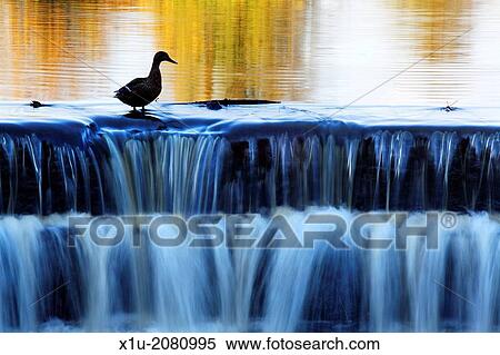 Mallard on the Weir at Ripley Lakes Ripley North Yorkshire England. View Large Photo Image Stock Photography - Mallard on the Weir at Ripley Lakes Ripley North Yorkshire England.. Fotosearch