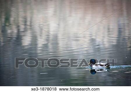Stock Photo - Mallard, Tajo River, Toledo, Spain. Fotosearch