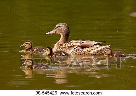 Mallard(Anas platyrhynchos), female with ducklings. Bavaria, Germany, Europe. View Large Photo Image Stock Photograph - Mallard(Anas platyrhynchos), female with ducklings. Bavaria, Germany, Europe.. Fotosearch
