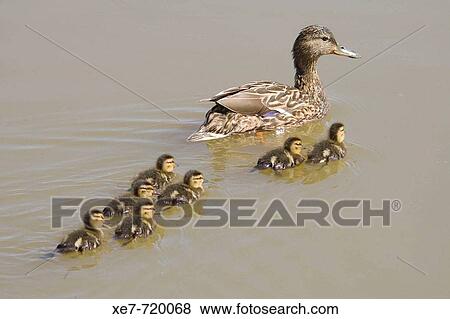Stock Photo - Mallards (Anas platyrhynchos). Llobregat river delta, Barcelona province, Catalonia, Spain. Fotosearch