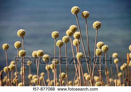 Stock Photo - Mallorca, Balearic Islands, Spain. Fotosearch
