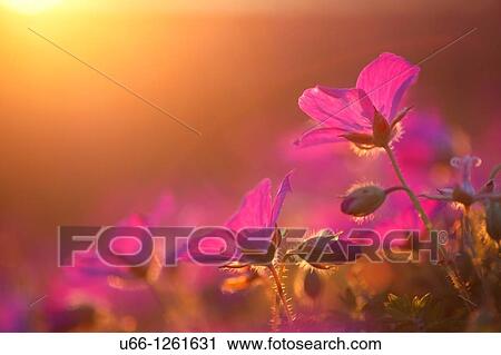 Stock Image - Mallow, Gotland Sweden.. Fotosearch