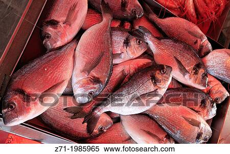 Malta, Marsaxlokk, fish market, fish,. View Large Photo Image Stock Photography - Malta, Marsaxlokk, fish market, fish,.. Fotosearch