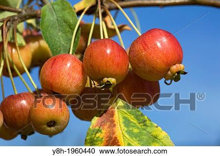 Malus; Norderstedt; Germany. View Large Photo Image Stock Image - Malus; Norderstedt; Germany.. Fotosearch