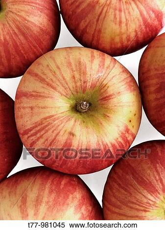 Malus pumila, Apples are arranged in floral pattern View Large Photo Image Stock Photography - Malus pumila, Apples are arranged in floral pattern. Fotosearch