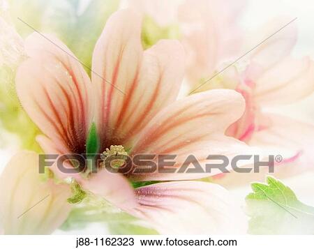Malva sylvestris Mallow, French Hollyhock flowers View Large Photo Image Stock Image - Malva sylvestris Mallow, French Hollyhock flowers. Fotosearch