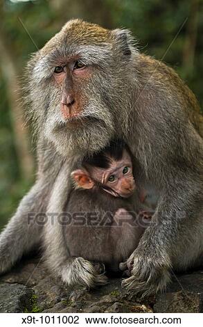 Mammal Wildlife, Family Ties - Crab-eating Macaque Macaca Fascicularis, Indonesia View Large Photo Image Stock Image - Mammal Wildlife, Family Ties - Crab-eating Macaque Macaca Fascicularis, Indonesia. Fotosearch
