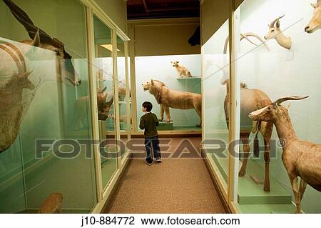 Stock Image - Mammals, Museum of Natural History, Harvard University, Cambridge, Massachusetts, USA. Fotosearch