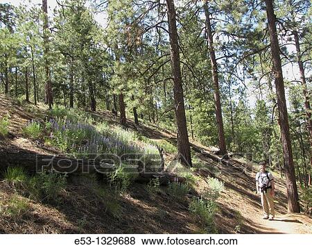 Man, 40s, hiking by hillside of lupine on Chamisa Trail, Santa Fe National Forest, near Santa Fe, New Mexico, USA View Large Photo Image Stock Photo - Man, 40s, hiking by hillside of lupine on Chamisa Trail, Santa Fe National Forest, near Santa Fe, New Mexico, USA. Fotosearch