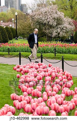 Man (age 51) and tulips, Public Garden, Boston, Massachusetts. USA. View Large Photo Image Stock Photo - Man (age 51) and tulips, Public Garden, Boston, Massachusetts. USA.. Fotosearch