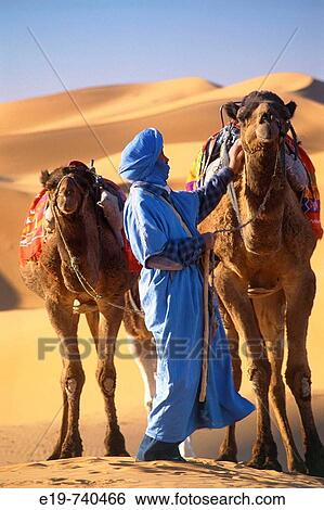 Man and camels in desert, Morocco View Large Photo Image Stock Photograph - Man and camels in desert, Morocco. Fotosearch
