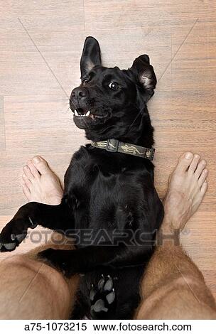 Man and dog View Large Photo Image Stock Photography - Man and dog. Fotosearch