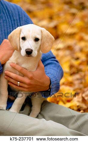 Man and his lab puppy View Large Photo Image Stock Image - Man and his lab puppy. Fotosearch