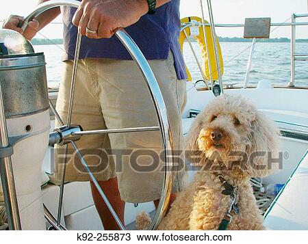 Stock Image - Man at the helm of a sailboat with a poodle at his side. Fotosearch