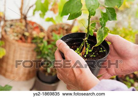 Man caring for a potted plant View Large Photo Image Stock Photography - Man caring for a potted plant. Fotosearch